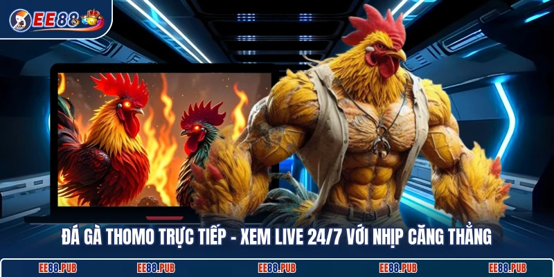 Đá Gà Thomo Trực Tiếp